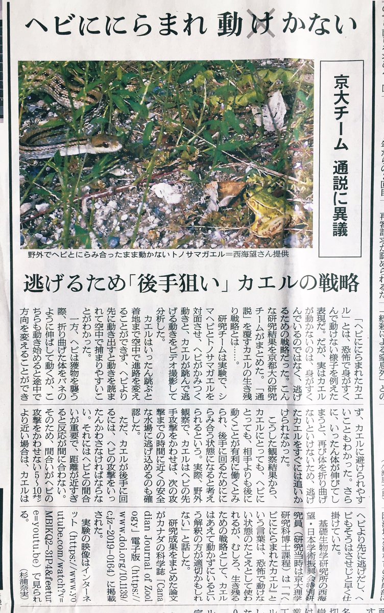 ヘビに睨まれたカエル は 先に動いたほうが負ける という達人同士の読み合いに近かった事が判明する 後の先か 慣用句の意味が違っちゃう Togetter ヘビに睨まれたカエル は 先に動いたほうが負ける という達人同士の読み合いに近かった事が判明する 後の先か 慣用句の意味が違っちゃう Togetter