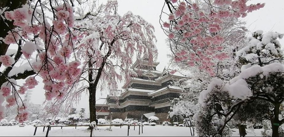 meteo60's tweet photo. De belles images des cerisiers en fleurs sous la #neige le dimanche 29 mars dernier à #Tokyo.
#sakura 
Photos via page facebook de Red Climatica Mundial https://t.co/KZCCYHp6p1