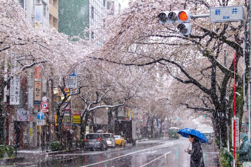 meteo60's tweet photo. De belles images des cerisiers en fleurs sous la #neige le dimanche 29 mars dernier à #Tokyo.
#sakura 
Photos via page facebook de Red Climatica Mundial https://t.co/KZCCYHp6p1