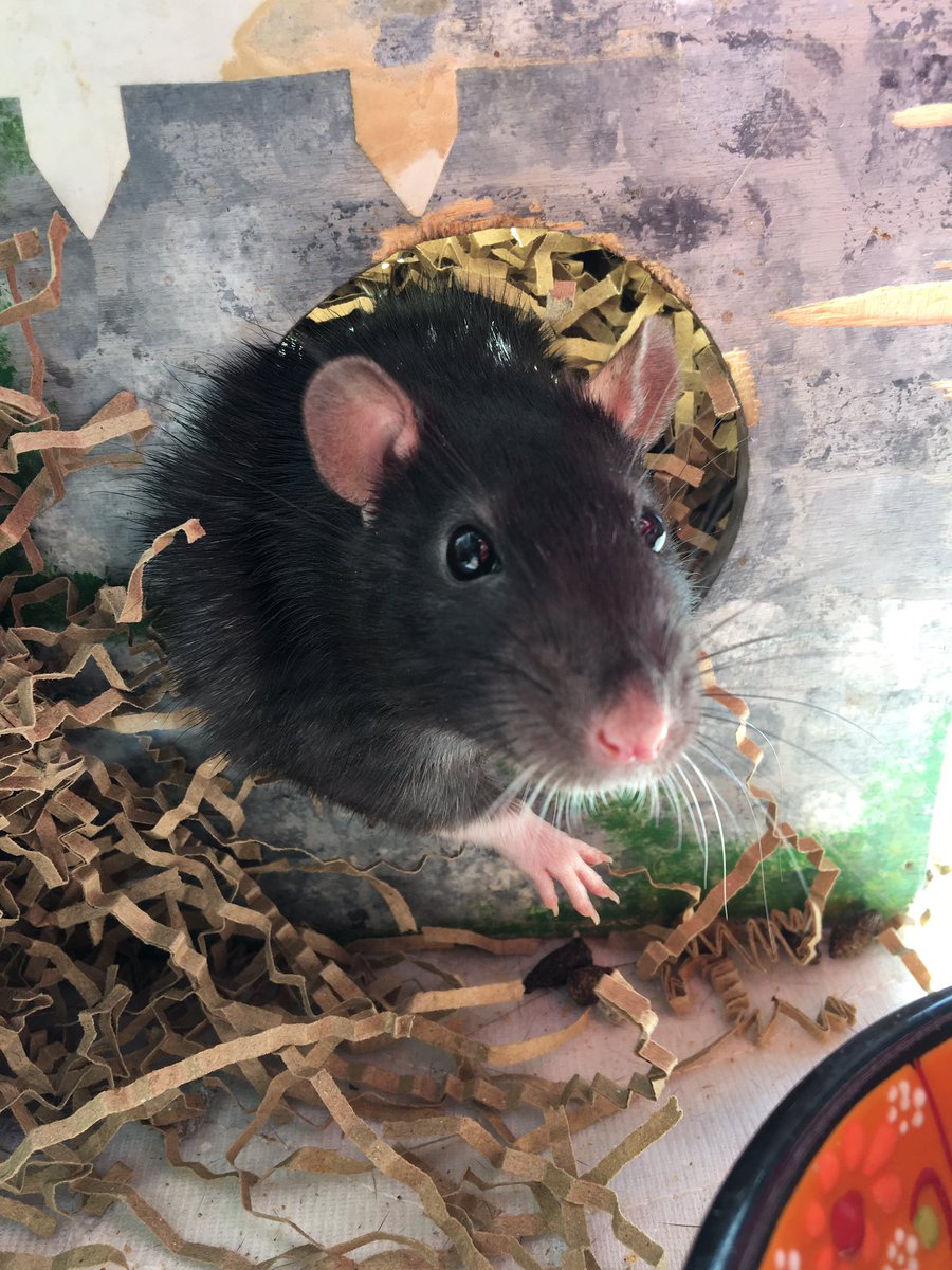 jo_mosexual's tweet photo. Why did nobody tell me it’s #WorldRatDay?! Look at my goth angels https://t.co/pPLf7gyywN