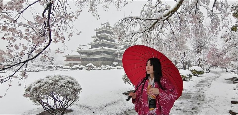 meteo60's tweet photo. De belles images des cerisiers en fleurs sous la #neige le dimanche 29 mars dernier à #Tokyo.
#sakura 
Photos via page facebook de Red Climatica Mundial https://t.co/KZCCYHp6p1