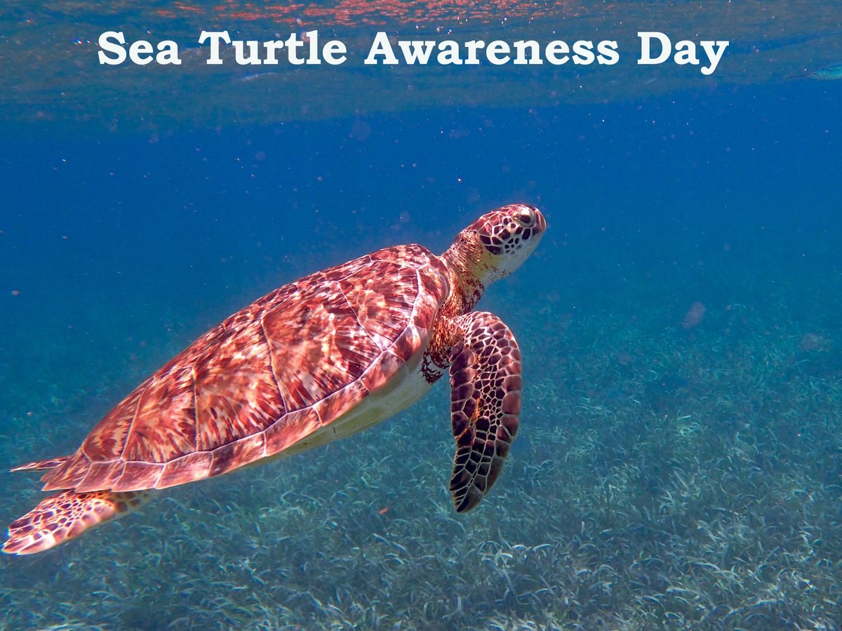 Happy Sea Turtle Awareness Day! Remember to keep your toes in the sand and trash in the can. #seaturtleawarenessday