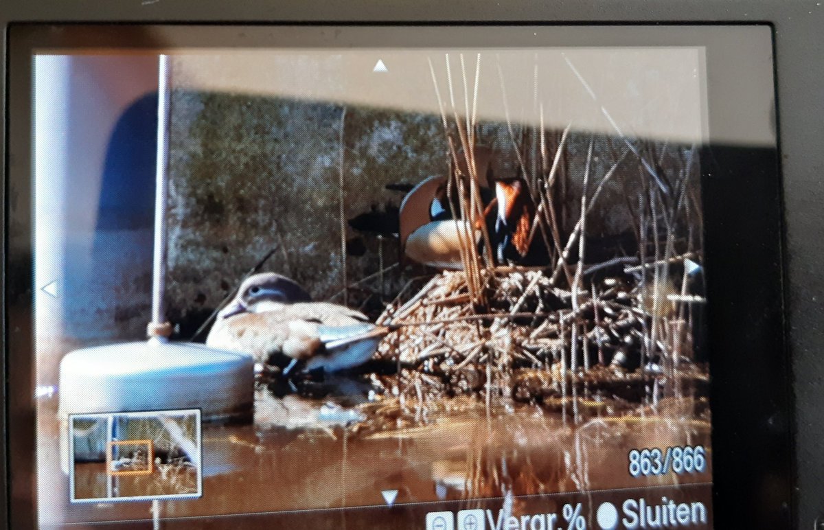 36sandjes's tweet photo. Waarschijnlijk zijn de #Ducklins een nest aan t bouwen dat t mannetje er boven op zit. Ben even niet te dichtbij gaan staan, wil ze niet wegjagen. https://t.co/D13oa4VTQg