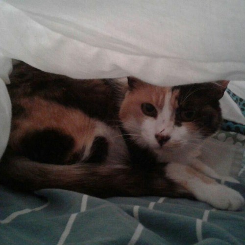 Dispak_bzh's tweet photo. ⛺️🎙Klozet #17 Grobi dindan ar c'holc'hed🦠

Bac'het eo an hanter eus poblañs ar bed bremañ...evel Grobi🐱ha Marie. Ensellerez an arc'hant publik eo-hi hag e-kichen Pariz emaint o chom, e Créteil.

➡️https://t.co/fvjG5gTyWv

#BZHG #Klozet #Kenfinañ #Koronaviruz #Dispell #Podkast https://t.co/oe9I1cWOGk