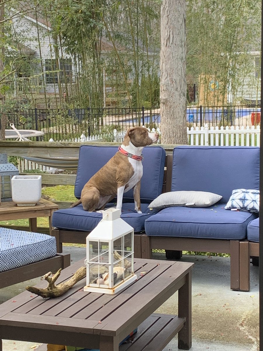 annecookedu's tweet photo. @Ms_Willey8 Love this idea! Willow was social distancing yesterday! #wocopets https://t.co/7gswXcBkcV