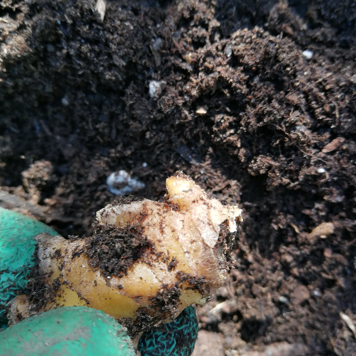 We hadden een tijd geleden gember in kleine stukjes in een pot gedaan. Deze beginnen nu heel voorzichtig uit te lopen en kunnen vervolgens in de volle grond worden uitgepoot. Zo heb je het hele jaar genoeg gember in huis.

#gember #moestuin