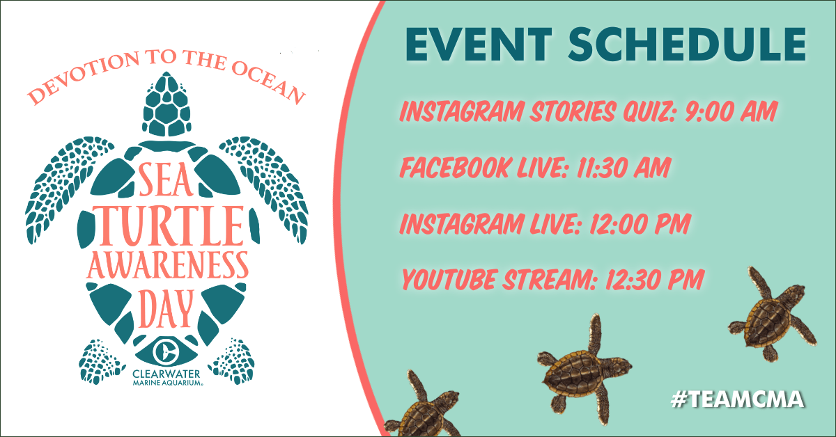 CMAquarium's tweet photo. Today's the day! 

Join us throughout the day for our virtual #SeaTurtleAwarenessDay event. https://t.co/dpCuVKDNot