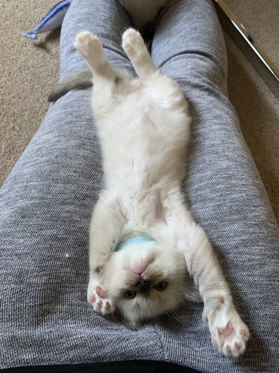 SonyaKirk18's tweet photo. Lazy morning stretch #5weekoldragdollkitten #ragdollkittens #sealmittedragdollkitten #purebredkittens https://t.co/YN6Wsxjo2N