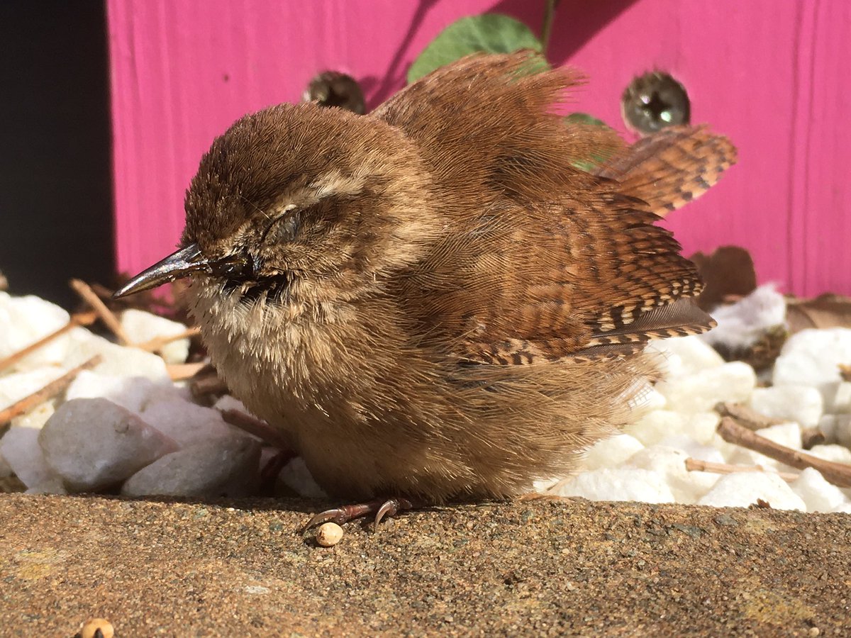ewenscott's tweet photo. Just found this in the garden. No clear sign of mum or a nest. Any ideas @Natures_Voice @RSPBEngland  @RSPCA_official https://t.co/uZ3EOPR709