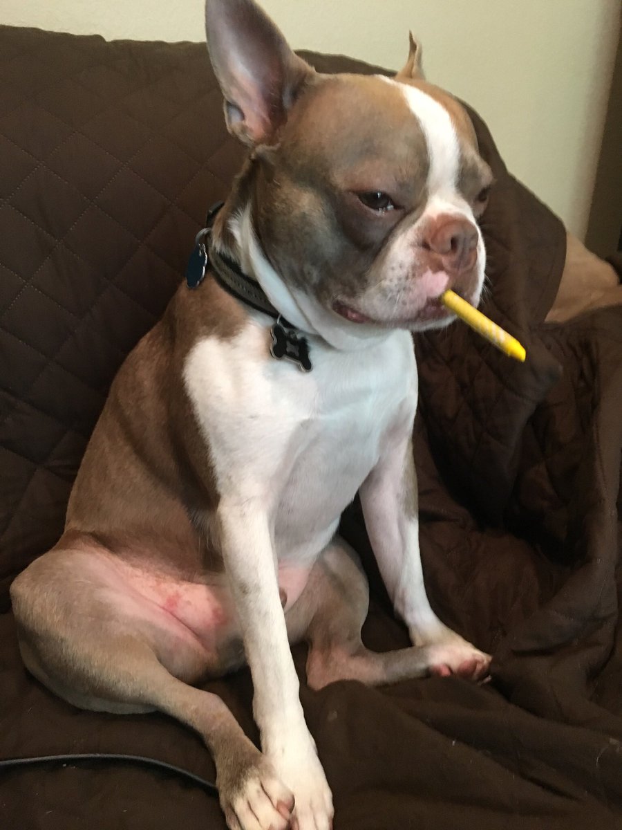 mavid221's tweet photo. @bterrierdogs just tasting a yellow crayon 😊 https://t.co/V6NNGzVq3x