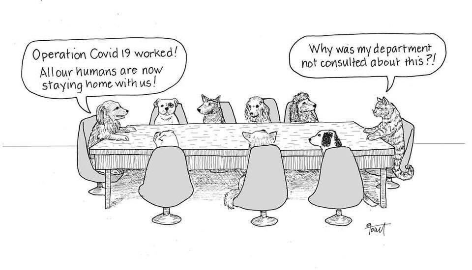 Laughing my paws off!