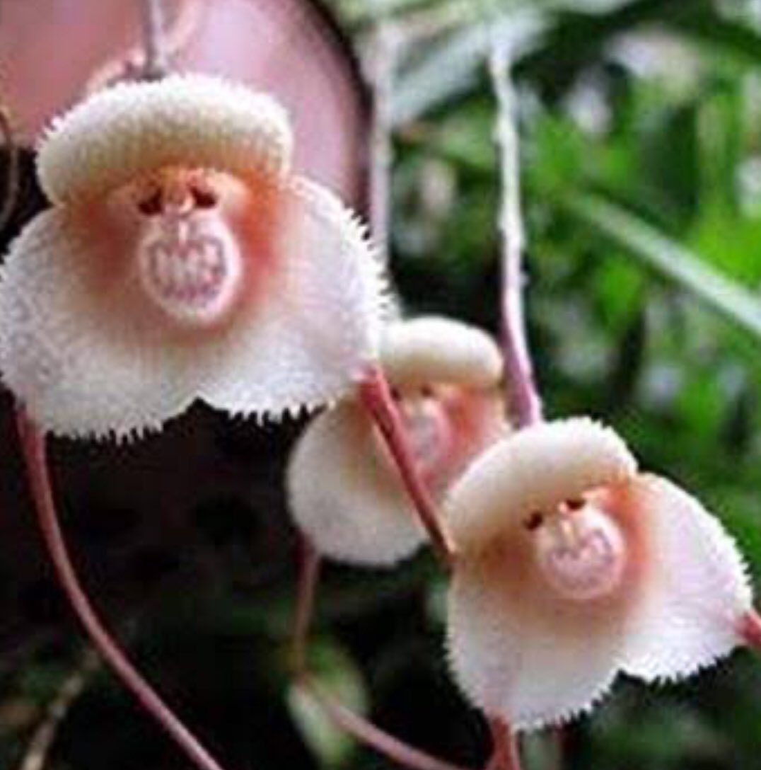 Katy1953 誰が日本を護るのか モンキーオーキッド エクアドルに咲く花 サルの顔 に見えることから この様な名称で呼ばれています 正式名称はドラクラ シミア 世界は広し 実物を見て見たいなんともユニークな花ですね E