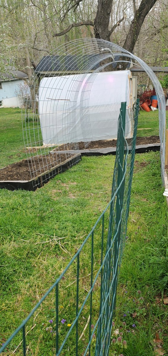 trapper831's tweet photo. Added 2 more raised #garden beds yesterday and put up a #cattlepanel and 2 #hogpanels for #trellises 
#workinprogress https://t.co/r2YwIhLIPS