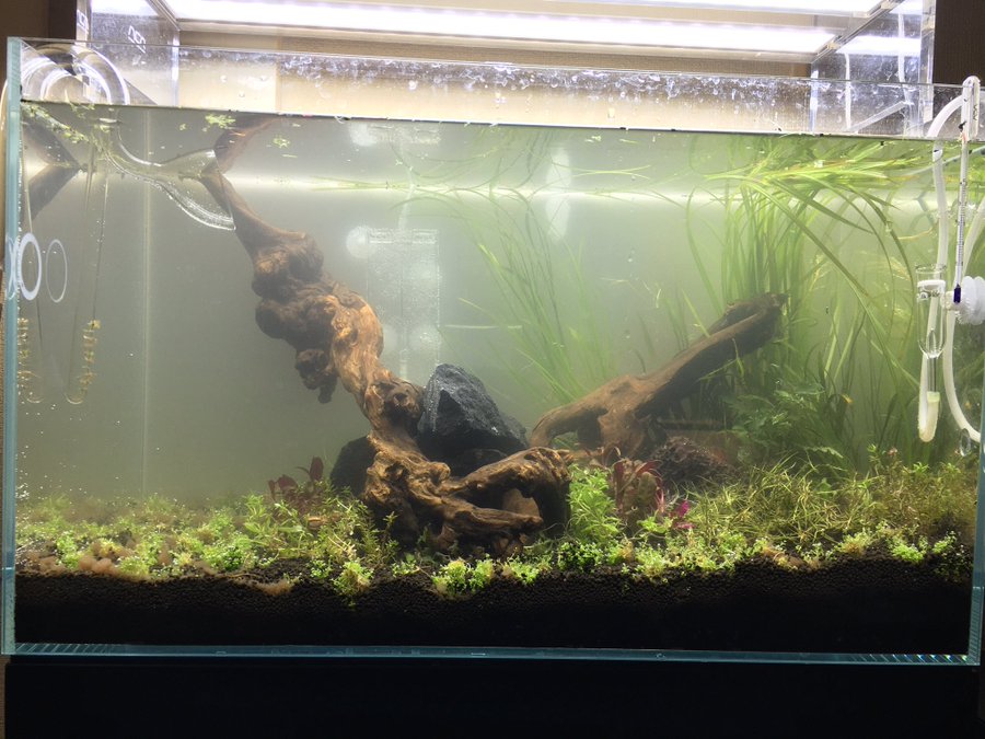 キューバパールグラスが根付くまでどれくらいかかる 根付かせる為の上手な植え方とは Every Day