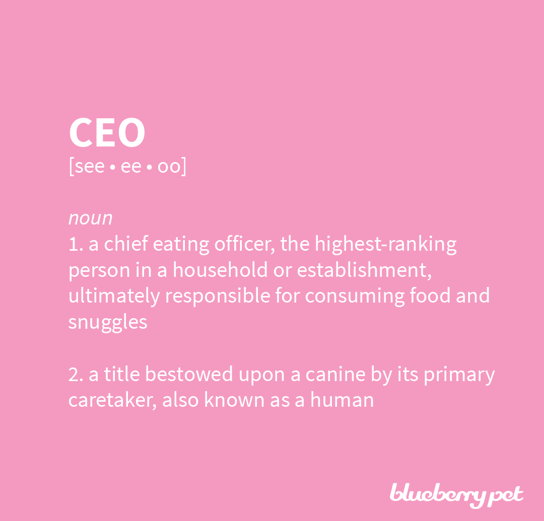 BlueberryPet's tweet photo. This seems appropriate since we're all #wfh and pups are CEO of our family. Who agrees with this? https://t.co/S2EW9hEC8q