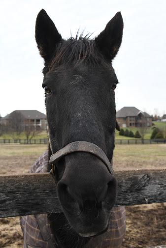 Oldfriendsfarm's tweet photo. Old Friend of the Day: Farm elder statesman DINARD celebrating birthday #32 today. Just. Wow. Photo @battles_laura https://t.co/wpyelyMxxQ
