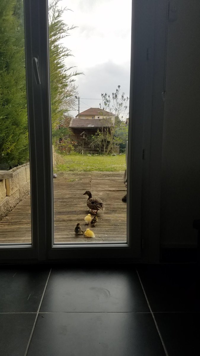 K__head_'s tweet photo. Ça fait 1 semaine que les œufs qu'une canne avait pondu dans le jardin de mes parents ont éclos. Tous les jours j'ai le droit à leur aventures, et aujourd'hui mon père l'enfant les à faits DANS le salon https://t.co/UsFQ1cgCi6
