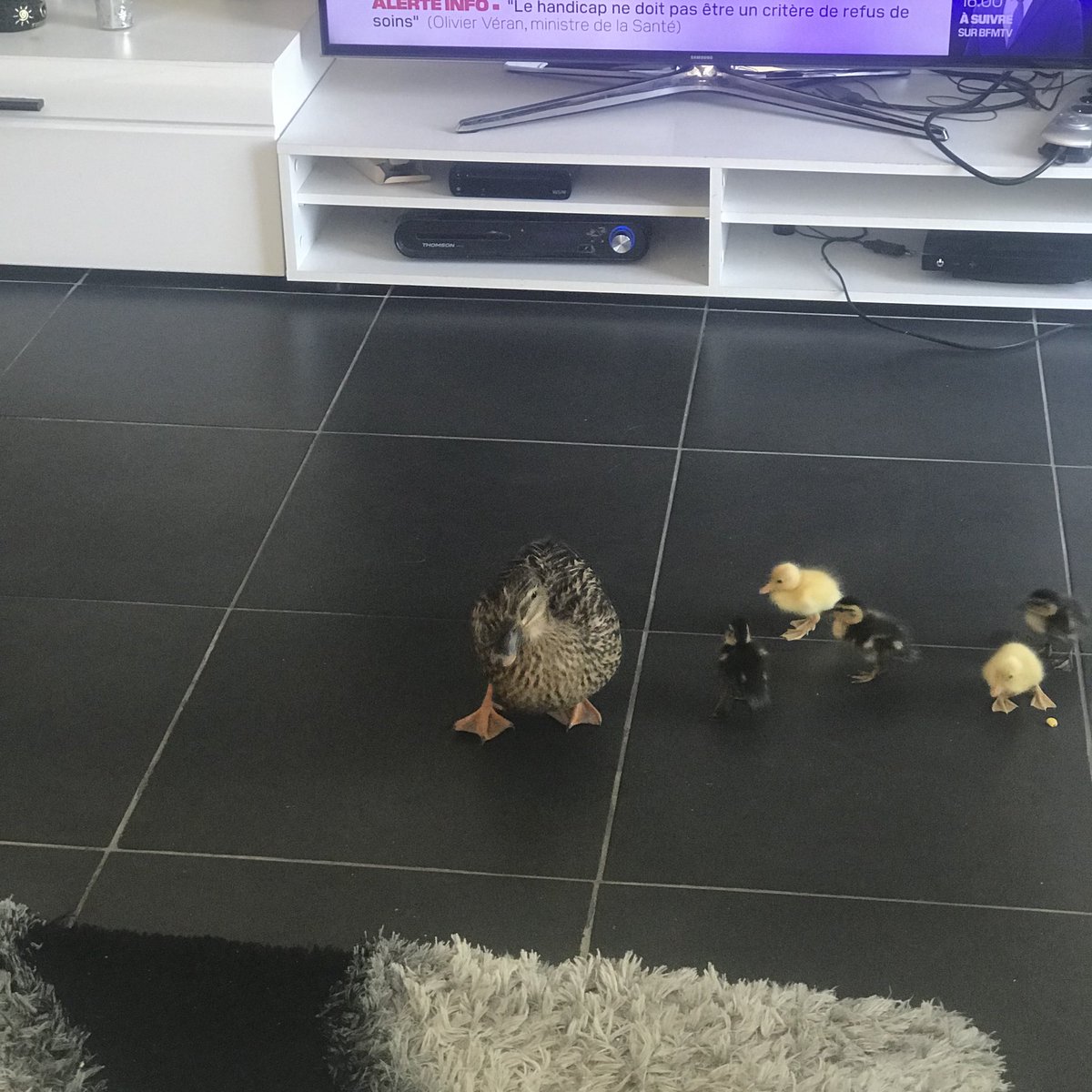 K__head_'s tweet photo. Ça fait 1 semaine que les œufs qu'une canne avait pondu dans le jardin de mes parents ont éclos. Tous les jours j'ai le droit à leur aventures, et aujourd'hui mon père l'enfant les à faits DANS le salon https://t.co/UsFQ1cgCi6