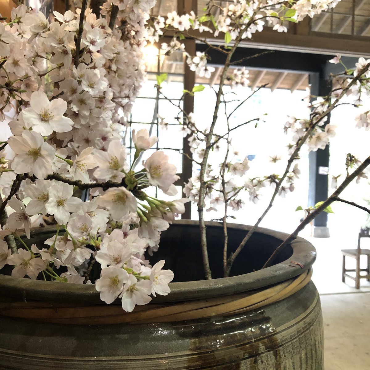 小鹿田焼ミュージアム 渓聲館 On Twitter 小鹿田焼 小鹿田焼ミュージアム 小野地区 日田 日田市 ひた 水郷ひた おんせん県 コーヒー 大分県 ことといの里 ハンドドリップ 挽きたて 淹れたて ドリップコーヒー 桜 さくら Cherryblossom