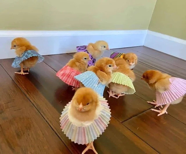 Images émouvantes de volants de badminton après leur éclosion