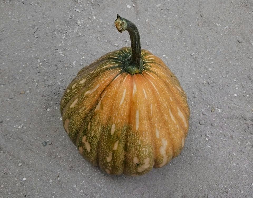 There wasn’t much cultivation as most of the crops got destroyed in the rain so it didn’t take long either but it was hard work as we had to fetch water from a well and fill the watering cans. We harvested a huge pumpkin on the way back for breakfast. 6/13