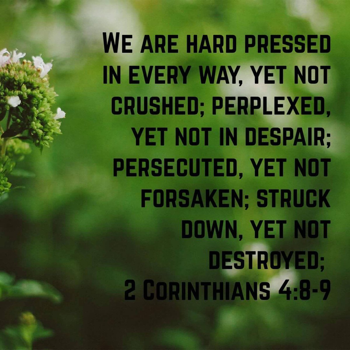 DC Middle School Football tweet media