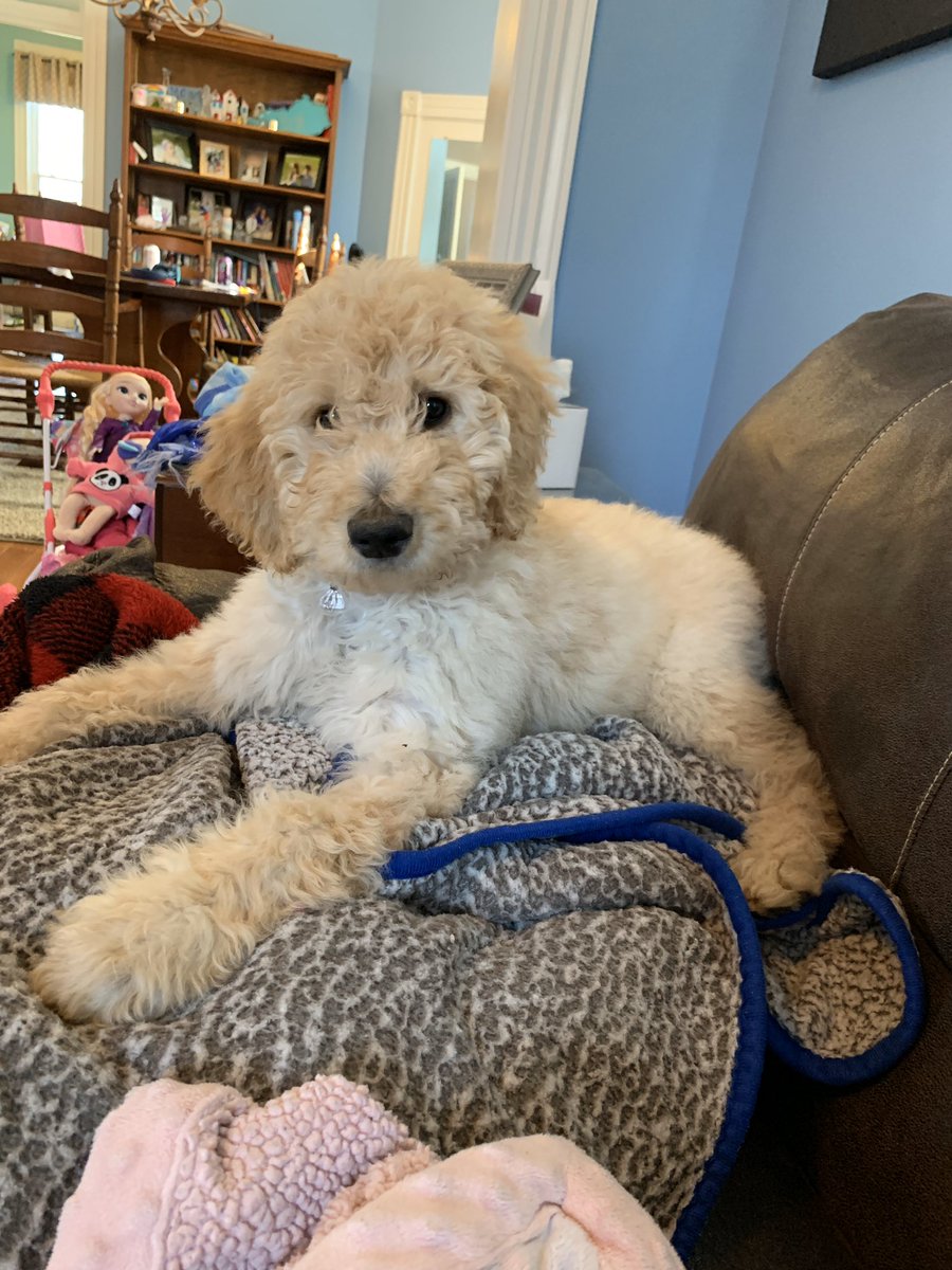 katy_park11's tweet photo. These days at home are a blessing to our fur babies! Millie Belle is LOVING all this time at home with her family. #HealthyAtHome #TeamKentucky #TogetherKy @AndyBeshearKY https://t.co/qLjk6Tiugg