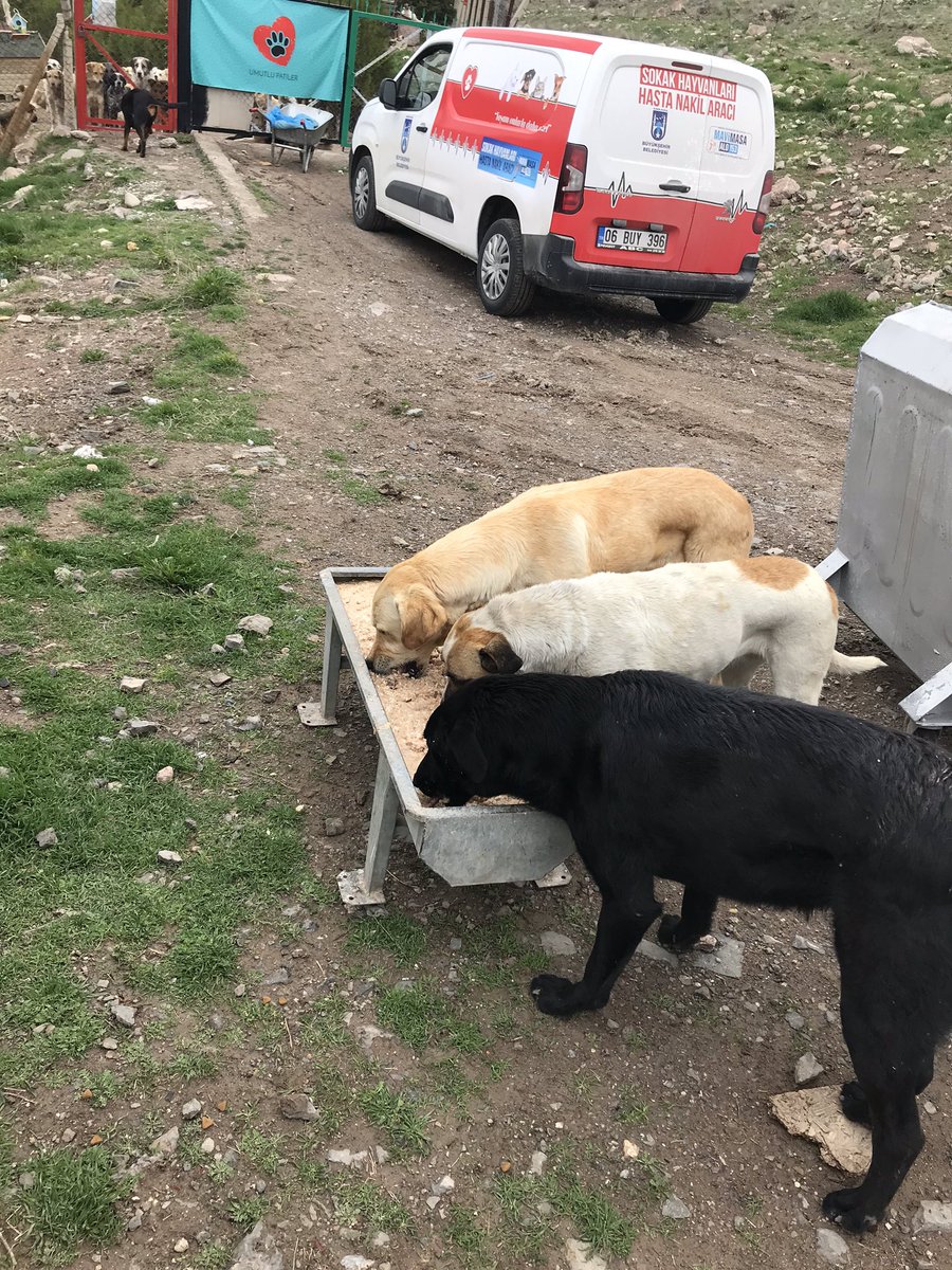 mustafaasenerr's tweet photo. Başkentte her türden canımızın beslenme ihtiyacını karışlamak için, Ankara Büyükşehir Belediyesi olarak yoğun çaba sarfediyoruz son 1 ayda 100 binin üzerinde cana besin desteği sağladık. Sağlamaya devam edeceğiz. Başkenttehercandeğerlidir. https://t.co/goqJG391Qb