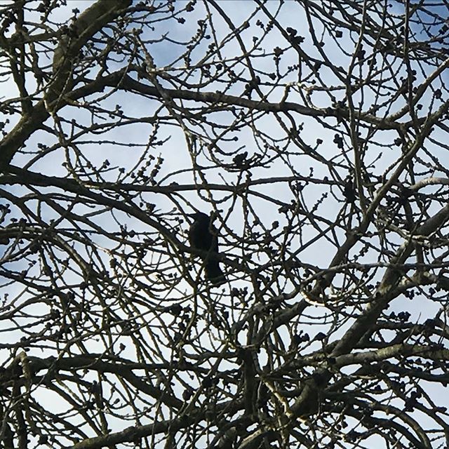 JubileeField's tweet photo. Hey blackbird #staysafe #stayhome

📸 https://t.co/HqNMiWyZdG via https://t.co/S6oPXWuS1I https://t.co/FQM0jBg08q