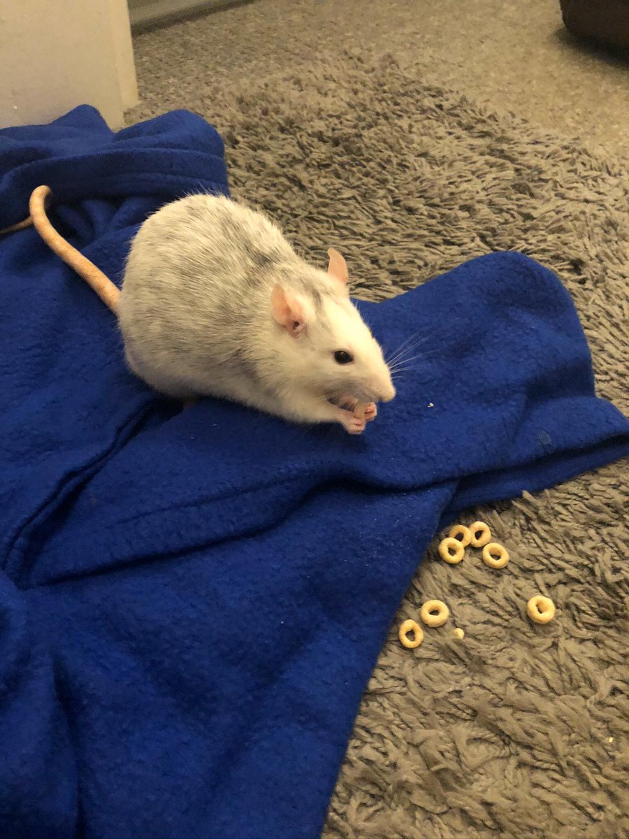 GoatIips's tweet photo. @Vapboi1 #WorldRatDay🐀: @ema_elb &amp; @nickybrandom's #FancyRats on #RatDay🐁.
Ft. Champ (boy #RexRat); Shadow; Misty; and Storm ❤️
...LOL only allowed 4 pics - there's Rita, Marie, and Mandy too! 🐁🐀🐁🐀🐁🐀🐁😅
#Rats #Rat https://t.co/GMw20CN20B