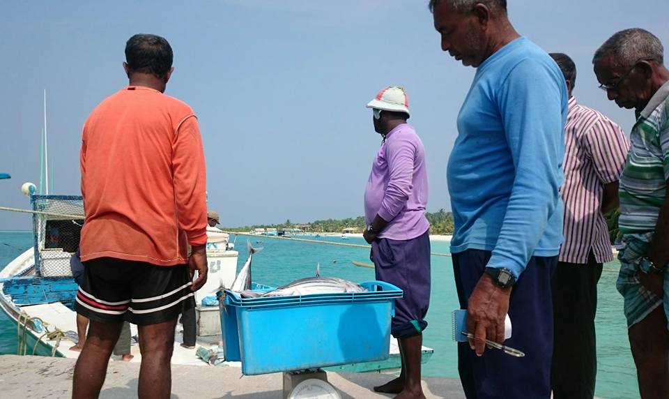 As we were about to leave the fishermen returned with their catch. Bodudiatha told me that we have to get fish so we grabbed too humongous ones. It was weighed and a kilo was sold to us for MVR 20. 11/13