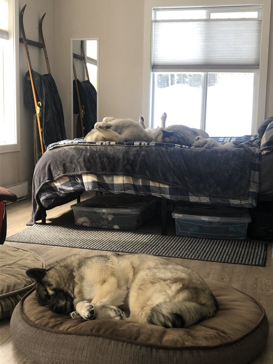 stokesfired's tweet photo. Pretty lazy day around the Kirk house. #pileofdogs #isolife #Canada https://t.co/rHtsKv3TOo
