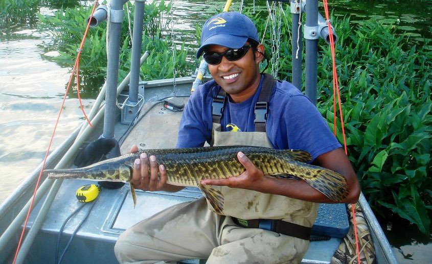 Late entry for  #LivingFossilFriday: Spotted Gar!See thread on our neighborhood Spotted Gar; saw them again today!Here’s the largest one I’ve collected (2008); also largest in Michigan since 1927! Safely released!More Info:  https://blog.nature.org/science/2015/12/22/gar-thrones-winter-coming-growth-fish-peripheral-adaptation/