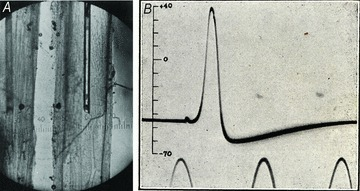 In 1939, Hodgkin & Huxley conducted the first, long-awaited recording of an intracellular action potential.Shortly after, Hitler invaded Poland, and Hodgkin & Huxley were forced to leave the lab and join the WWII effort.( https://www.ncbi.nlm.nih.gov/pmc/articles/PMC3424716/)