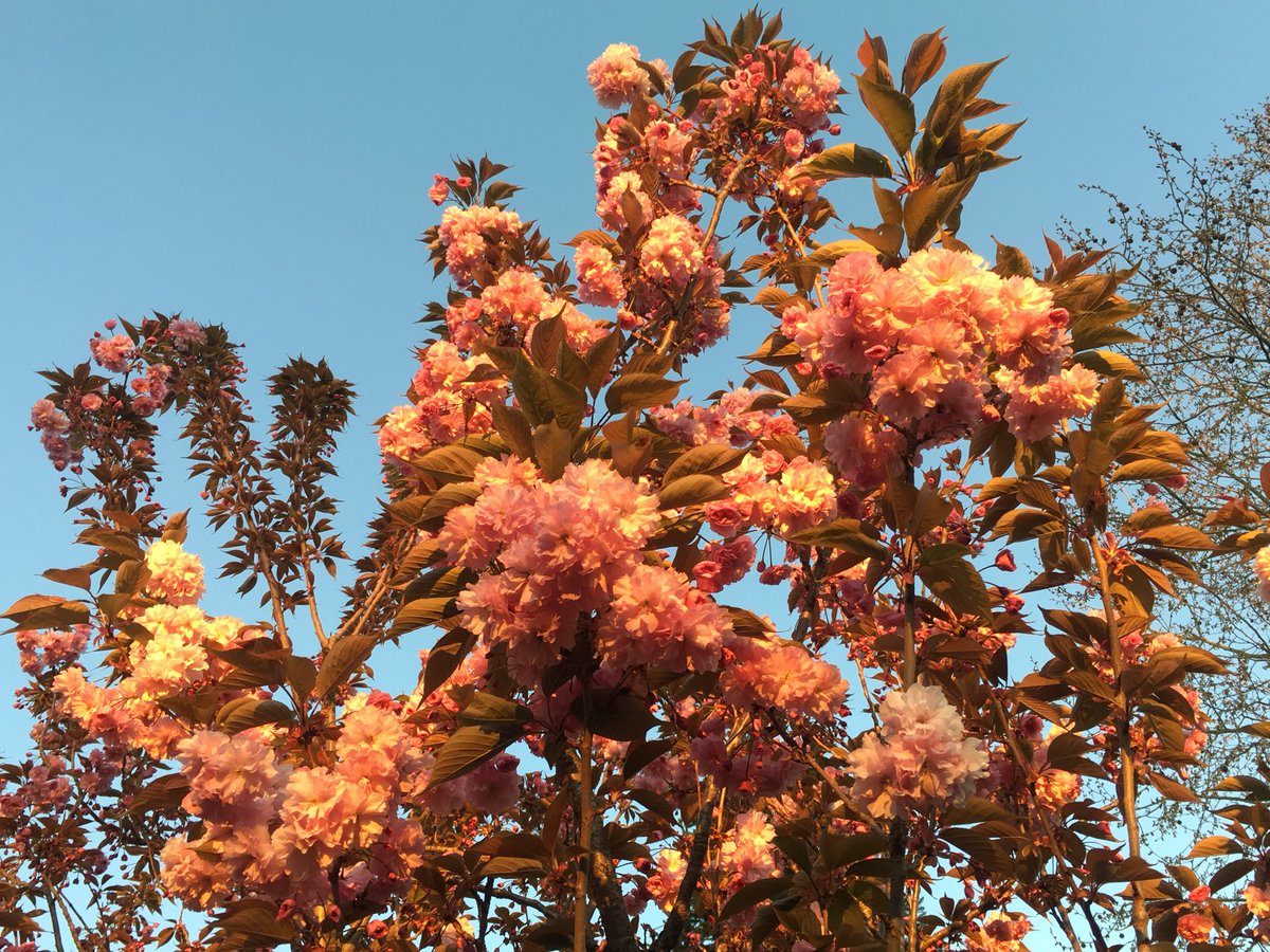 didi78290's tweet photo. In den Blüten
die letzten Sonnenstrahlen

schönen Abend https://t.co/39JWA4ADMH