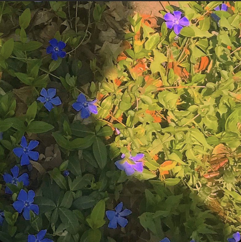 Saving Miles Lemon tweet media