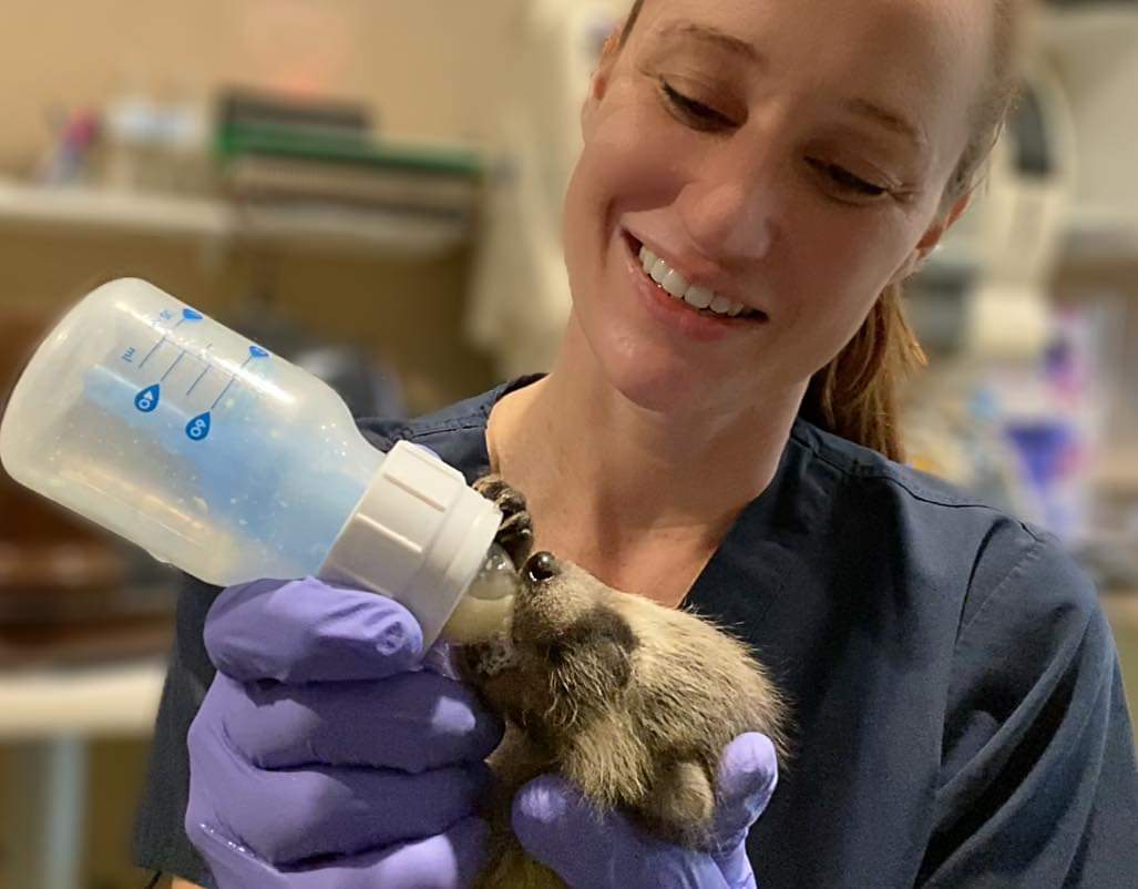 Our newest baby raccoons are doing wonderful and have grown quite fond of their bottles. 