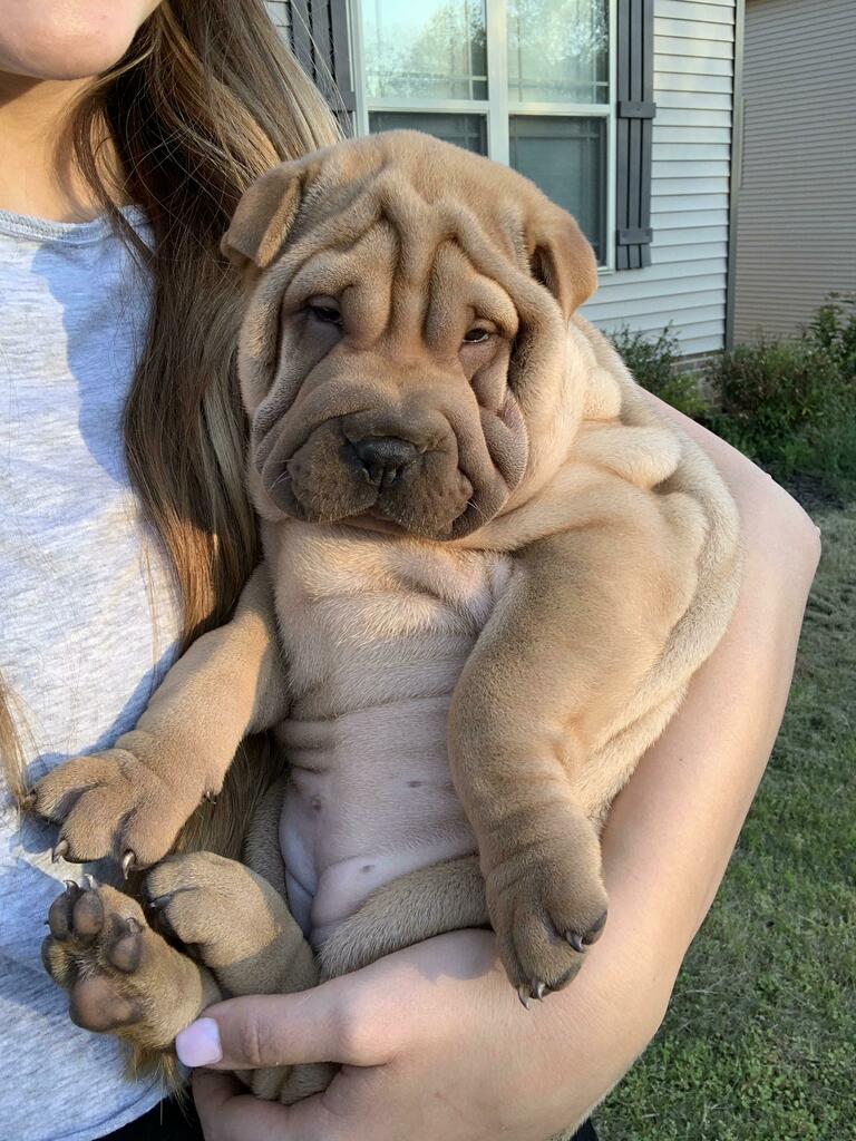 wrinkly dog