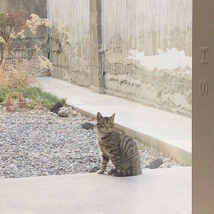 yoonhee_study_'s tweet image. ☕️

弘大入口駅と合井駅の間にある아이들플로어というカフェです

プリンがとっても美味しい🍮
ミルクティーも程よい甘みでプリントよく合います💭

時々遊びに来る猫ちゃんも可愛い🐈💕

昨年の夏から1年間の営業予定だそうです…😢