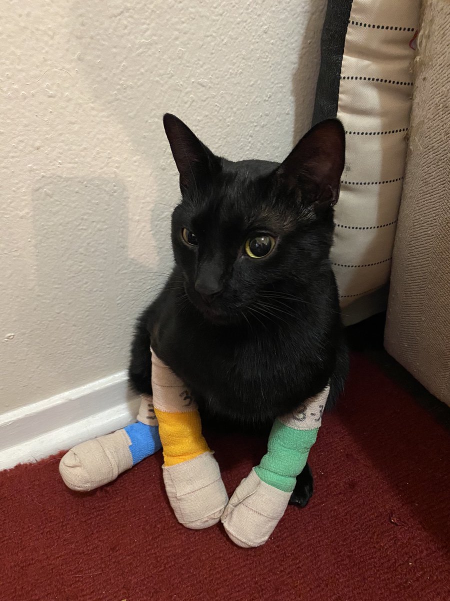 7/ Severus is still having trouble with basic stuff, like walking and standing up. Just now, he rolled right off a chair and couldn’t break his fall like normal.I’ve also had to start using this weird new litter called “Yesterday’s News.” He hates it. Very apropos.