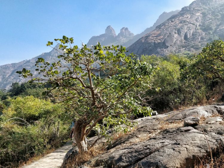 priyankawriting's tweet photo. The Girnar Pilgrimage Routes: New & Old Stairways. A Brief Description of the route conditions and spots to experience there.
Visited here in Dec, 2019. An astounding 10,000 step solo pilgrimage.
😇
https://t.co/A4bIsVwF8U
#maproute #gujarat #girnar #jain https://t.co/mNyJbGNfQt