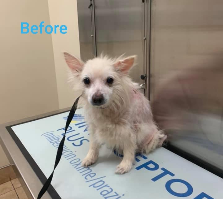 fosteringfoster's tweet photo. Saturday Surprise! Can this really be the same dog?!
It's been a year since we pulled Senor from a high-risk shelter where he was on "The List". He's come a long way since rescue & adoption!
#fosteringfoster #dogsofquarantine #adoptdontshop #rescuedog #dogsoftwitter #pomeranian https://t.co/h3oq0Pkyt3