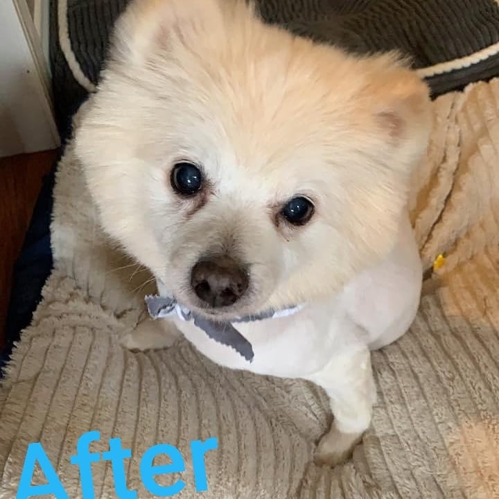 fosteringfoster's tweet photo. Saturday Surprise! Can this really be the same dog?!
It's been a year since we pulled Senor from a high-risk shelter where he was on "The List". He's come a long way since rescue & adoption!
#fosteringfoster #dogsofquarantine #adoptdontshop #rescuedog #dogsoftwitter #pomeranian https://t.co/h3oq0Pkyt3