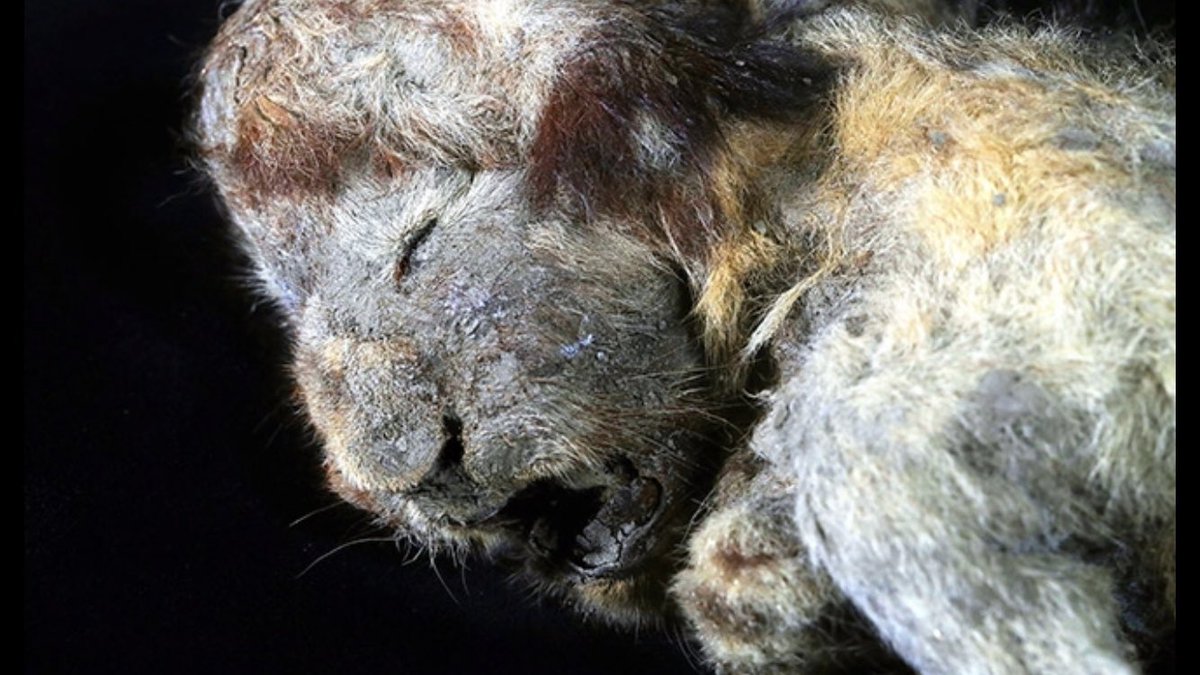 Jamie_Woodward_'s tweet photo. #IceAgeWonder #IceAgeArchive Frozen in time - this perfectly preserved newborn cave lion cub was discovered in Siberia in July 2018. She was isolated in the permafrost for 30,000 years 📷 Naoki Suzuki https://t.co/CkcNYndNmQ https://t.co/gqmPsjB7sM