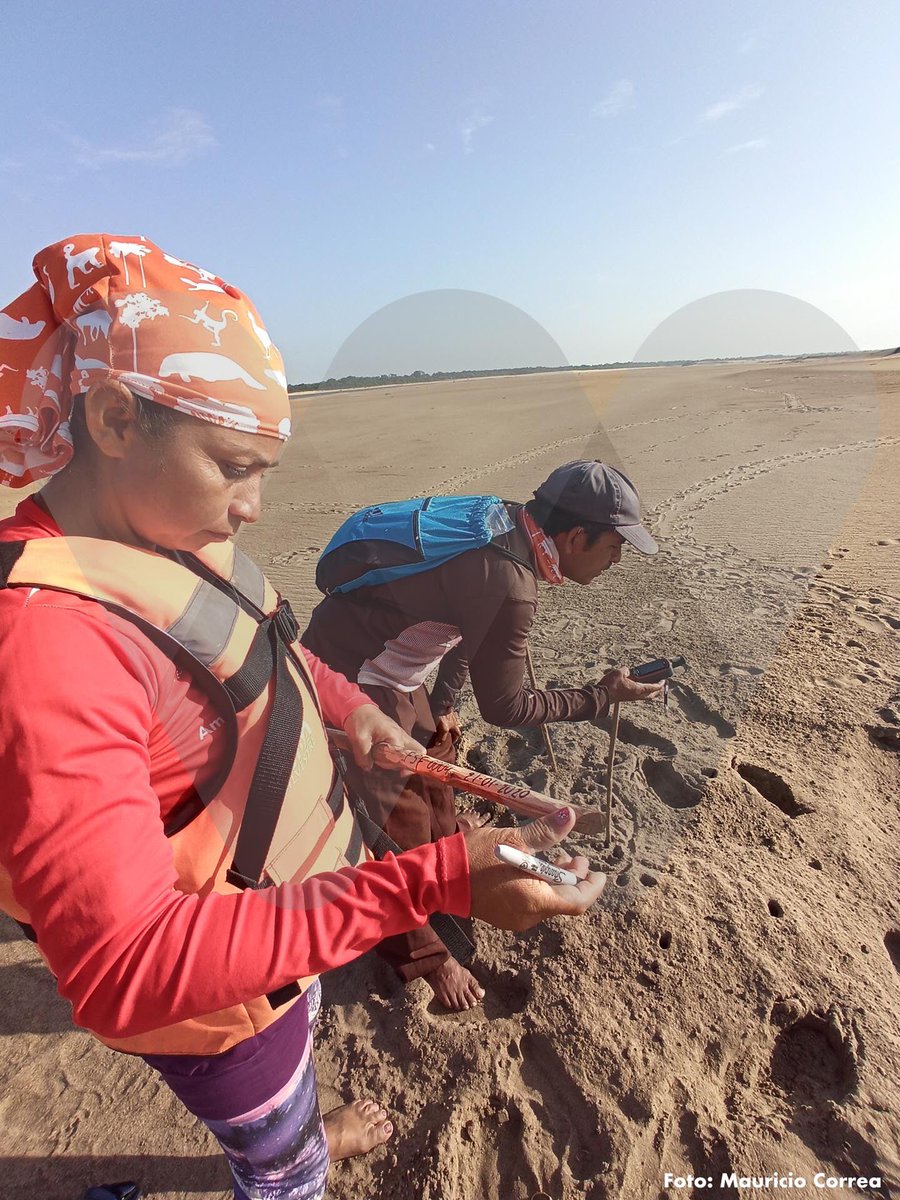 WCSColombia's tweet photo. 🐢 Las charapas también tienen sus madres adoptivas. Una iniciativa del #ProyectoVidaSilvestre 
Conoce la historia ▶️ https://t.co/KCnplqg5Kc 

@ECOPETROL_SA @FMSDColombia @FondoAccion @FundacionOmacha https://t.co/Xk8gfEhh1z