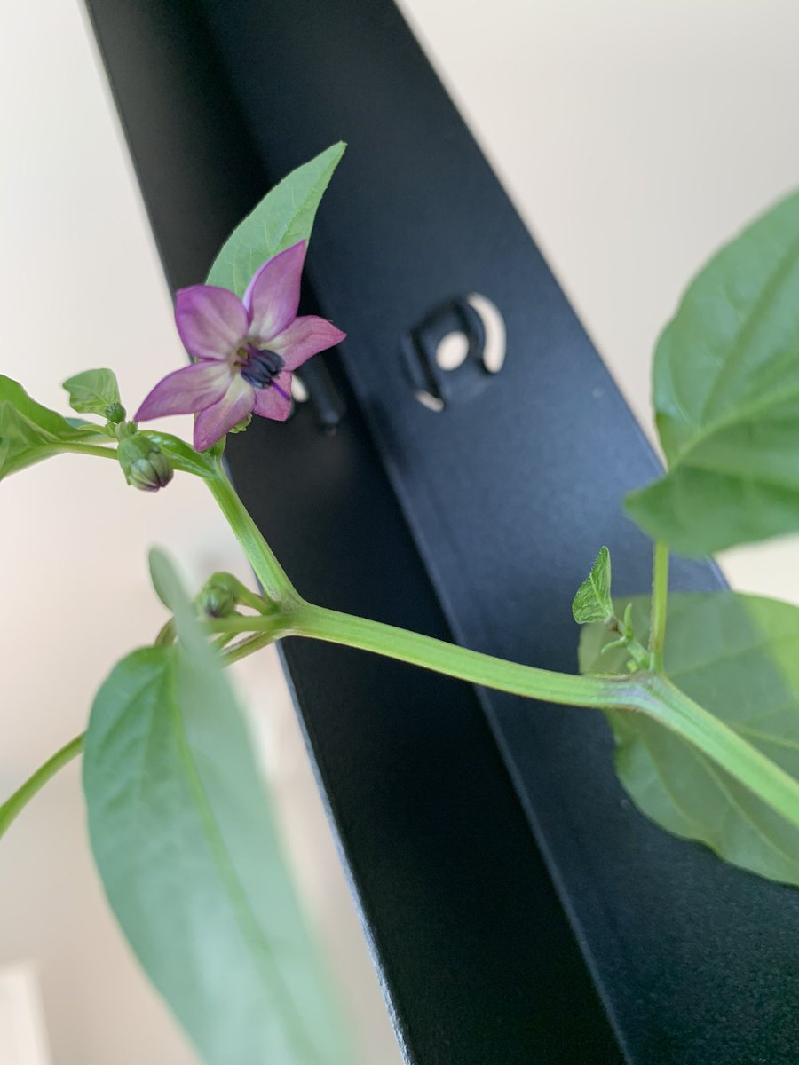 _qcdiva's tweet photo. After nearly a year, the last type of our pepper plants is finally blooming! Check out its cute purple flower #gardening https://t.co/1Lkv42Faco