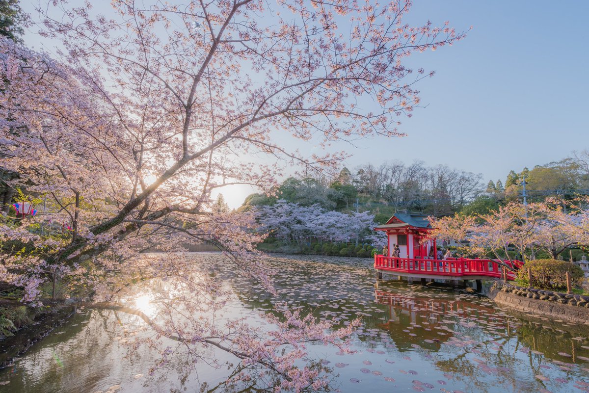 tamosans's tweet photo. 今年は桜控え目なので…
2018年の再現で。🌸
 #千葉県茂原公園 https://t.co/bMLuJQcBST