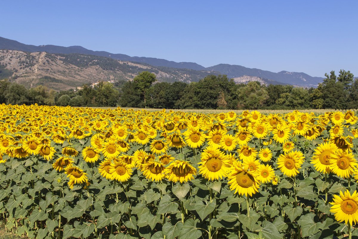 giancascolari's tweet photo. Tagliacozzo (AQ) #CartolineDalMondo #tagliacozzo #marsica #abruzzo #girasoli https://t.co/1m6JH5MapN