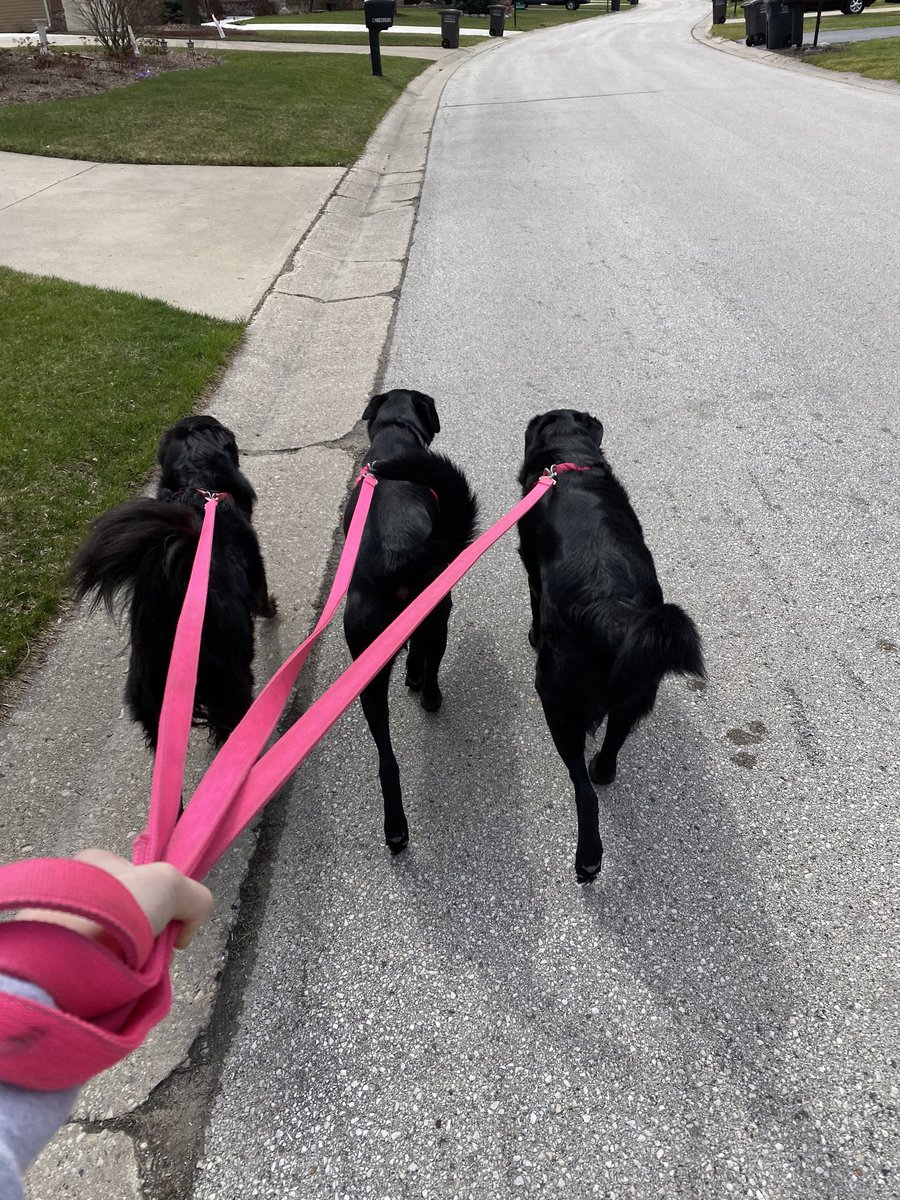 haley__blagdon's tweet photo. Nice long 2 mile walk with my pups this morning. #NorthStaysActive   P.S. pretty sure it was more of them walking me https://t.co/LTknuPew4r