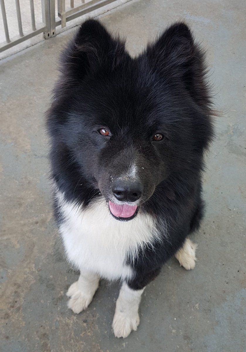 ARWTrust's tweet photo. ππ BALOO ππ
#isnthelovely #thatface #LC #akita #bestbreed #arwtrust #akitainneed #balooneedsyou #cutiepie #pickbaloo #rescueisbest #adoptdontshop
For further info on Baloo please email info@akitarescue.org.uk or visit https://t.co/COEcVvOWuE https://t.co/V7SlfD1pAF